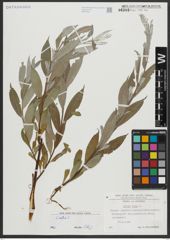 Foto von Salix alba L.